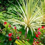 Le Carré vue Mer, Jasmin du brésil et palmier dans le jardin du carré