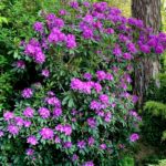 Le Carré vue Mer, Rhododendron géant en fleurs face à la mer
