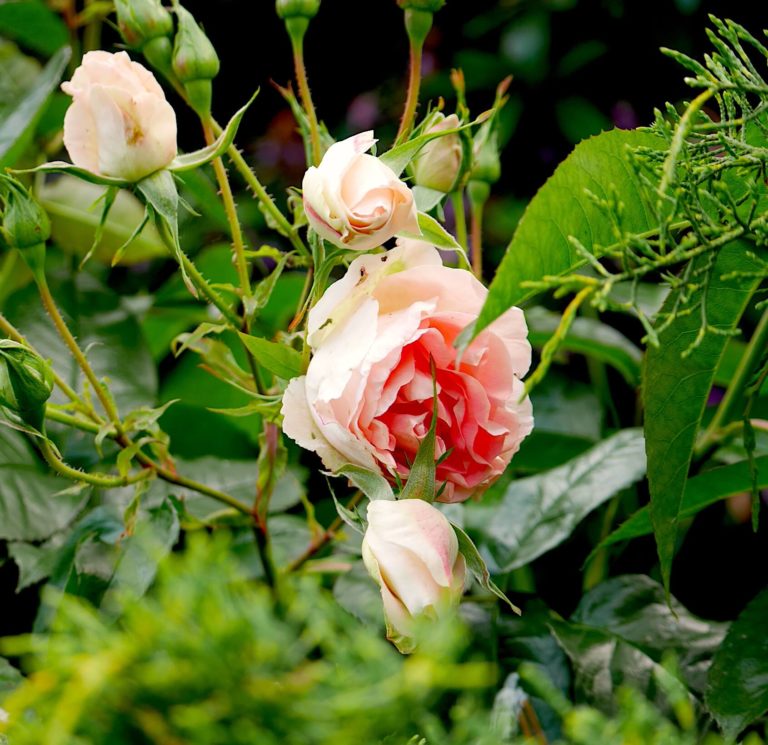 Lire la suite à propos de l’article Les roses du jardin du Carré Vue Mer : floraison 2026
