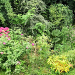 massif de fleurs dans le jardin du Carré vue Mer