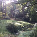Jardin boisé du Bois des Moutiers à Varengeville-sur-Mer avec lumière filtrant à travers les arbres, fougères et hortensias