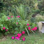 Roses fuchsia dans le jardin exotique du gîte Carré Vue Mer à Pourville-sur-Mer