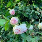 Roses de Ronsard rose pâle en fleur dans le jardin du gîte à Pourville-sur-Mer en Normandie