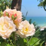 Roses orange dans le jardin du Carré Vue Mer avec vue sur la Manche à Pourville