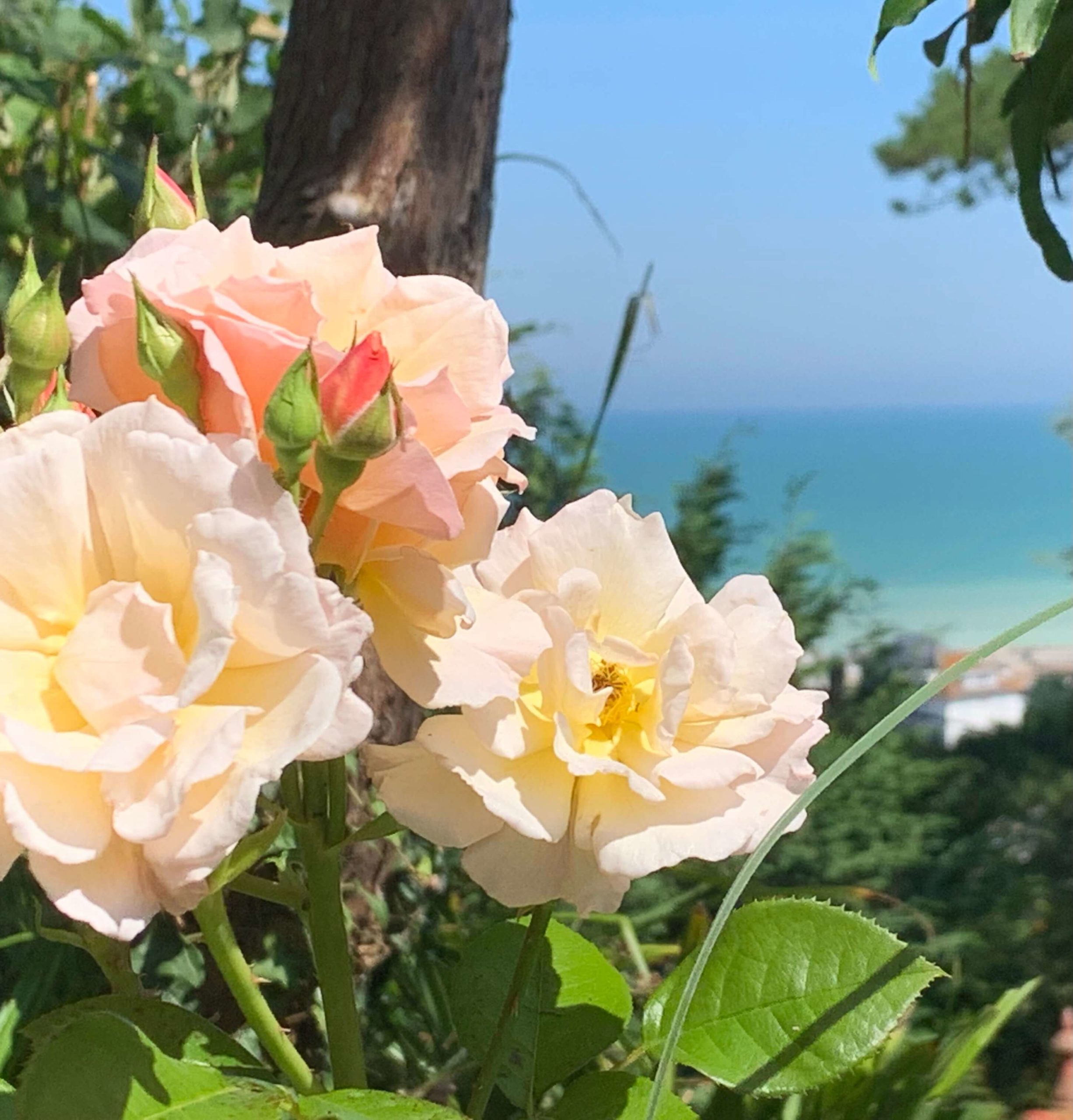 You are currently viewing Pourville au printemps : 5 raisons d’y venir quand tout renaît