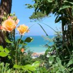 Roses orangées du jardin du Carré Vue Mer avec vue sur la mer et les toits de Pourville-sur-Mer