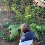 Enfant dans la descente de la valleuse du Petit Ailly à Varengeville-sur-Mer, sentier entouré de fougères