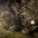 Jardin extérieur éclairé de nuit avec végétation dense et lumière chaleureuse