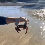 Main tenant un crabe sur la plage à marée basse à Pourville-sur-Mer en Normandie
