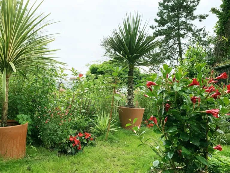 Die exotische Ecke im Garten des Carré Vue Mer: Palmen in Töpfen, Keulenlilien und rote Blüten auf dem Rasen, in Pourville-sur-Mer