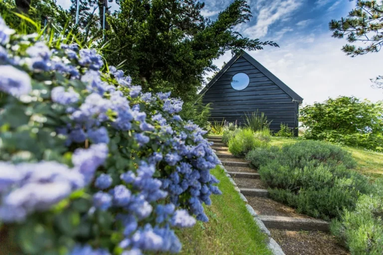 Céanothes bleus en fleurs au premier plan et villa noire au hublot dans le jardin à Pourville