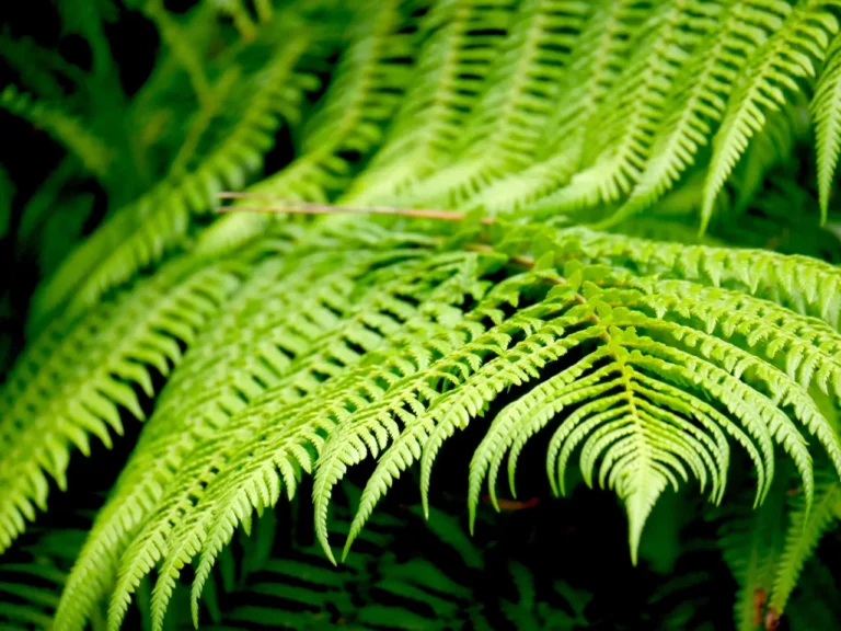 Nahaufnahme der Wedel eines Baumfarns im exotischen Garten des Carré Vue Mer in Pourville-sur-Mer