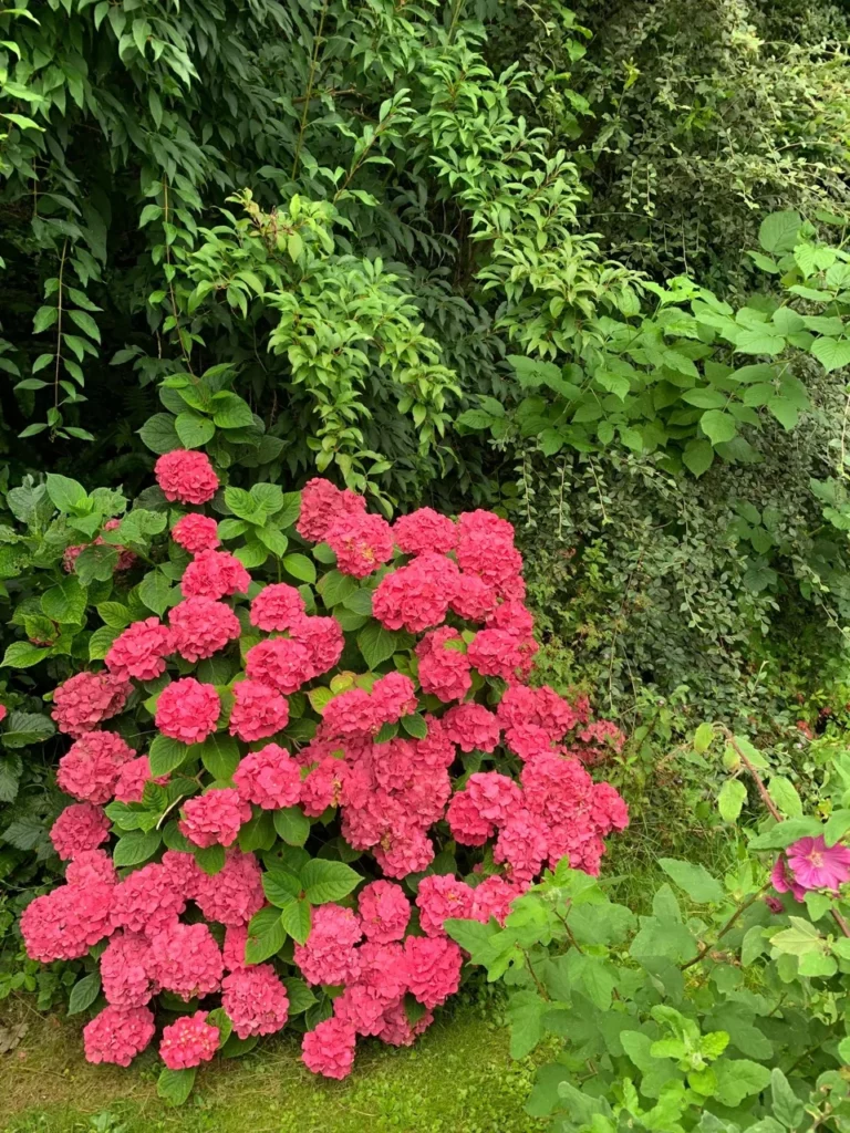 Massif d'hortensia rose vif dans le jardin verdoyant de la villa