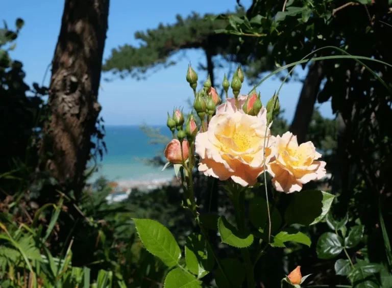 Pfirsichfarbene Rosen im Garten, das türkisfarbene Meer im Hintergrund