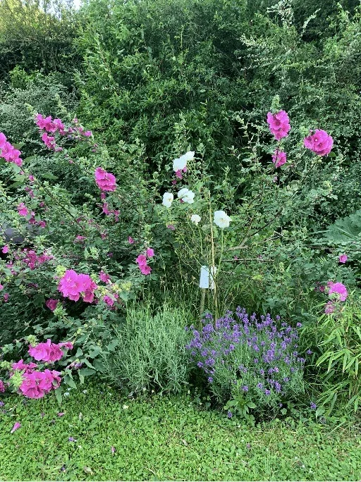 Beet mit rosa und weißen Strauchmalven und Lavendel im Garten