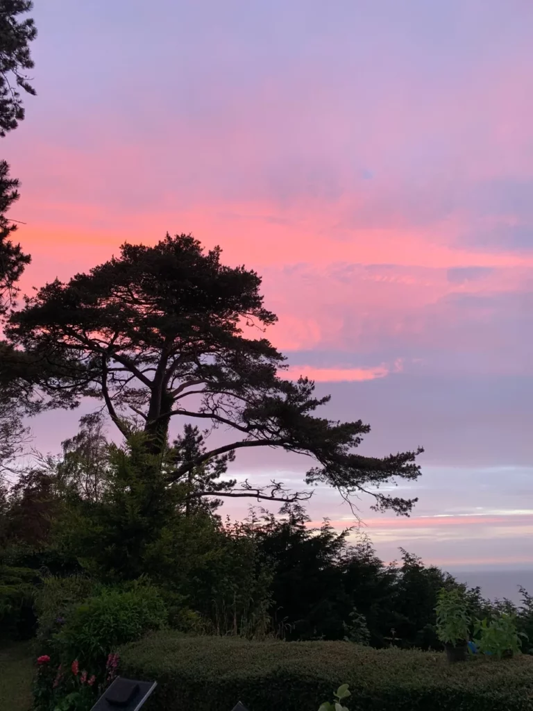 Silhouette einer hohen Seekiefer vor rosa und violettem Himmel in der Dämmerung, das Meer in der Ferne, Garten des Carré Vue Mer in Pourville