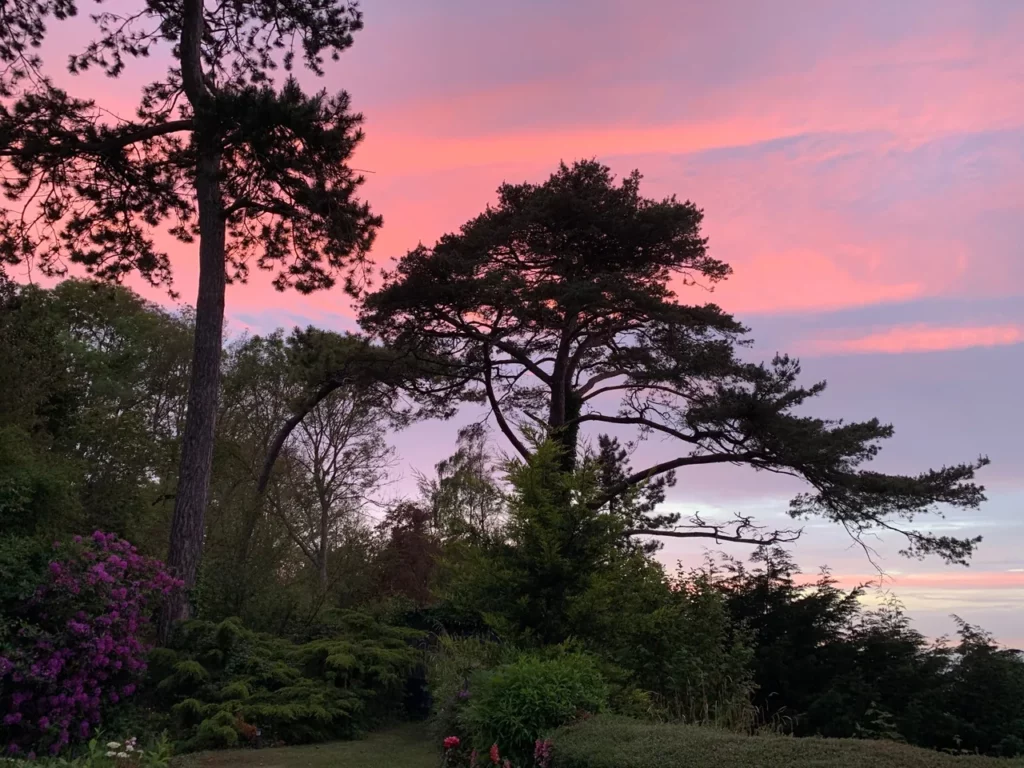 Seekiefern als Silhouette vor rosa Himmel, violette Rhododendren im Vordergrund, Garten des Carré Vue Mer in Pourville-sur-Mer