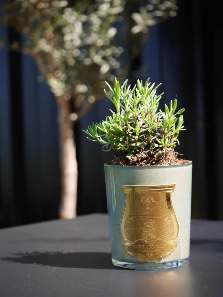Lavendeltopf in einem goldenen Kerzenglas, Dekodetail im Carré Vue Mer