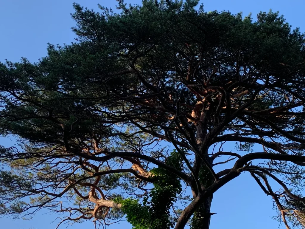 Krone einer hundertjährigen Seekiefer mit efeubewachsenem Stamm vor blauem Himmel, im Garten des Carré Vue Mer in Pourville