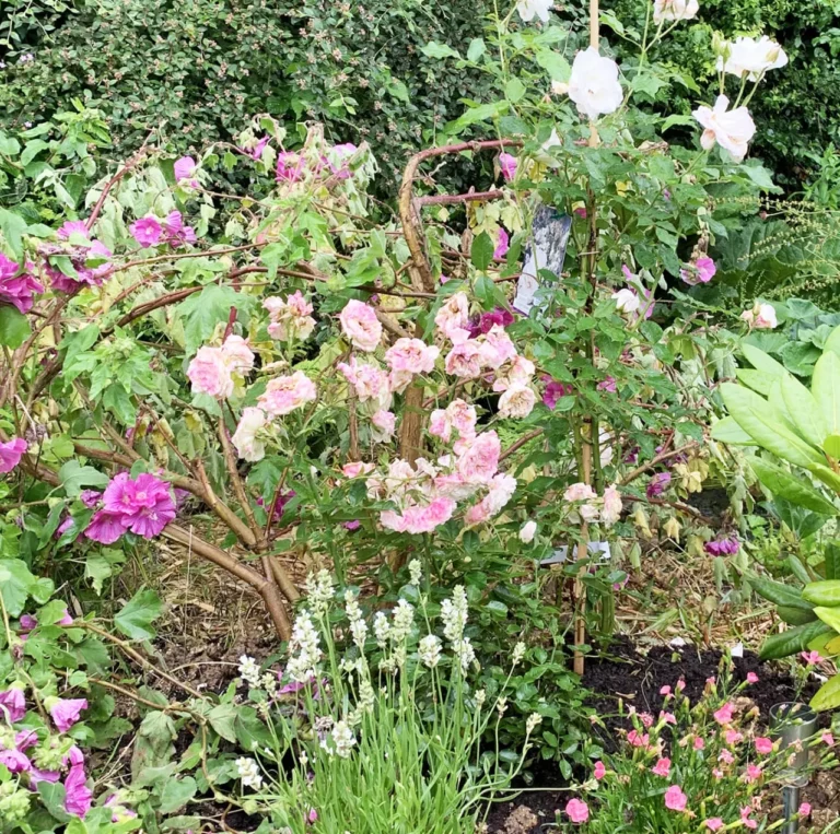 Rosenstrauch mit zartrosa und weißen Blüten, Lavendel und violetten Blüten in einem Beet des Carré Vue Mer in Pourville-sur-Mer