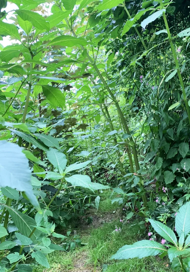 Kleiner Pfad unter üppigem Grün, Bambus und großen Blättern, im Garten des Carré Vue Mer in Pourville-sur-Mer