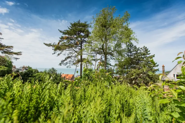 Le jardin et les pins au-dessus de la côte